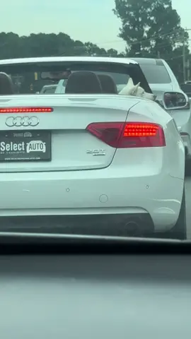 How freaking cute!!! 🥰🥰 #matthewsnc #doggieinthedroptop  #gyp #dogsoftiktok 