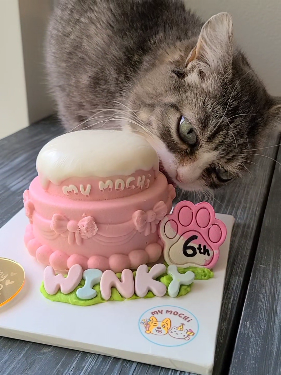 Thank you @MyMochi Pet Treats for the beautiful 6th birthday cake for Winky! She absolutely loved it, and it meant so much to us! ● Winky’s surgery is tomorrow, and I’m sorry for being late posting her birthday videos—we’ve just had a lot going on, and I’ve been focused on making sure she’s doing okay. Please send her good thoughts for tomorrow. We’re so grateful for the little moments of joy this cake brought during a really stressful time.