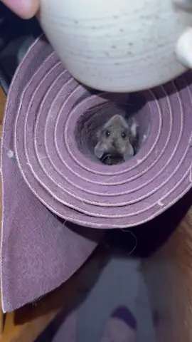 Omggggg I’m a sucker for little critters…. 🥺🥺😭❤️❤️ it’s my 8th season as a lookout and I have been experiencing my first real mousy problem!! Had a single mouse in the cab in the year of ‘22, but it was an anomaly!! Got the little cutie out, and had no further issues. Usually have a mouse or two in the basement, but nothing further. 🥲 love the little things… but have inevitably had to combat them this year, both in the lookout and the van for the first time!! HOWEVER!! I’ve only used humane means of removing the mousies… live traps and a deterrent spray that uses essential oils and cinnamon. 👌🏻 videos to come! Hehe. Thanks for being here!! ❤️ excited to catch you up 🤗✨ #firelookout #lookoutformichelle #lookoutlife #offgrid #lookout 