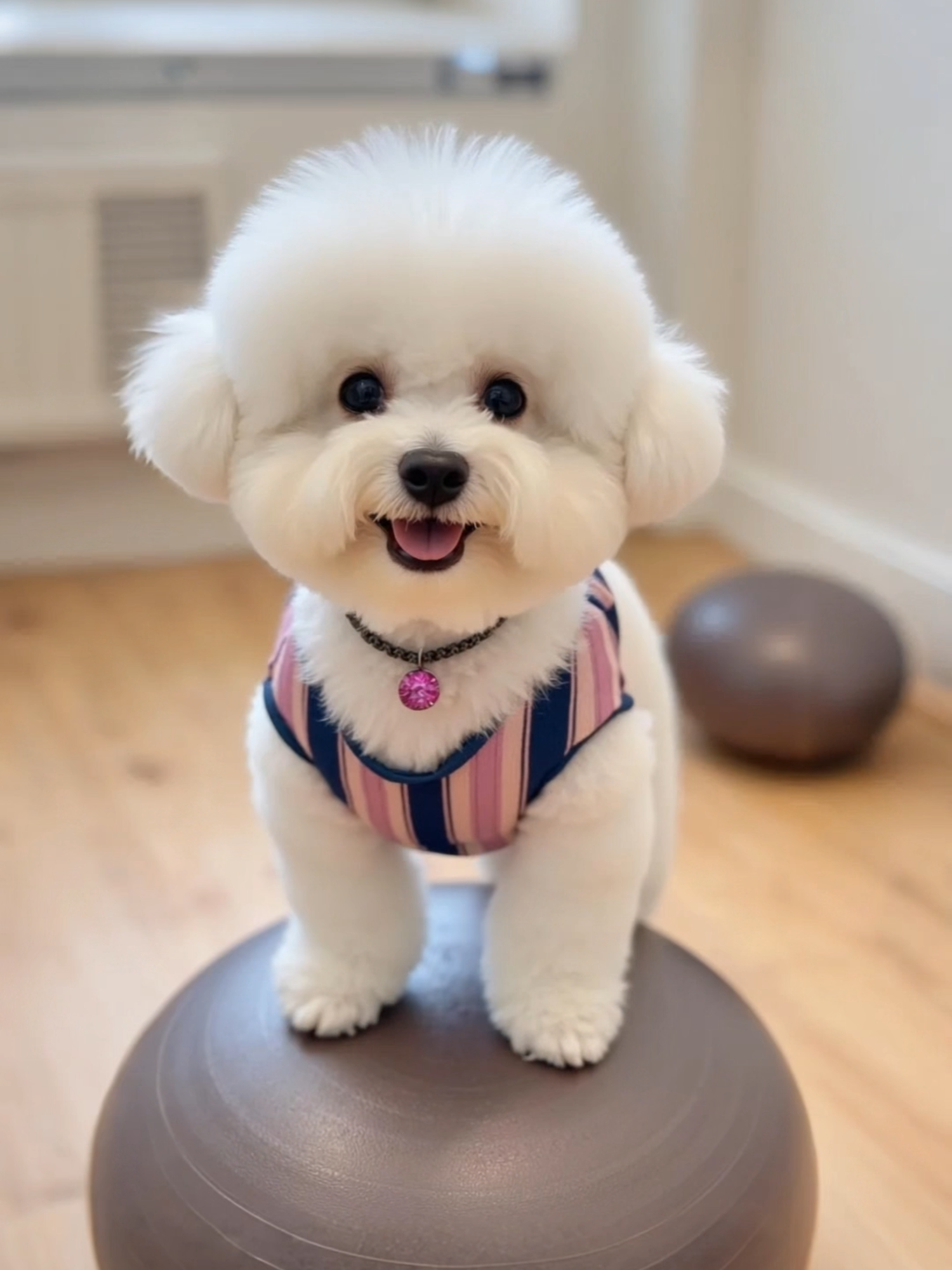 The lovely dog incarnates a yoga master and shows you how to play the yoga ball. It's great.#cutedog #poodle #puppy #doglovers #puppylove #cutepet #petlover #doglover #dog #bichonfrise