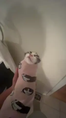 #cat #sillycat #fyp 