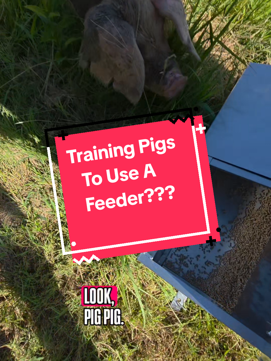 Our pigs are used to daily room service with fermented feed. Since we’ll be gone a few days, we had to switch them to buffet-style. We underestimated how fast they’d figure it out—turns out pigs are basically food geniuses when the motivation is snacks. 🐷😂
