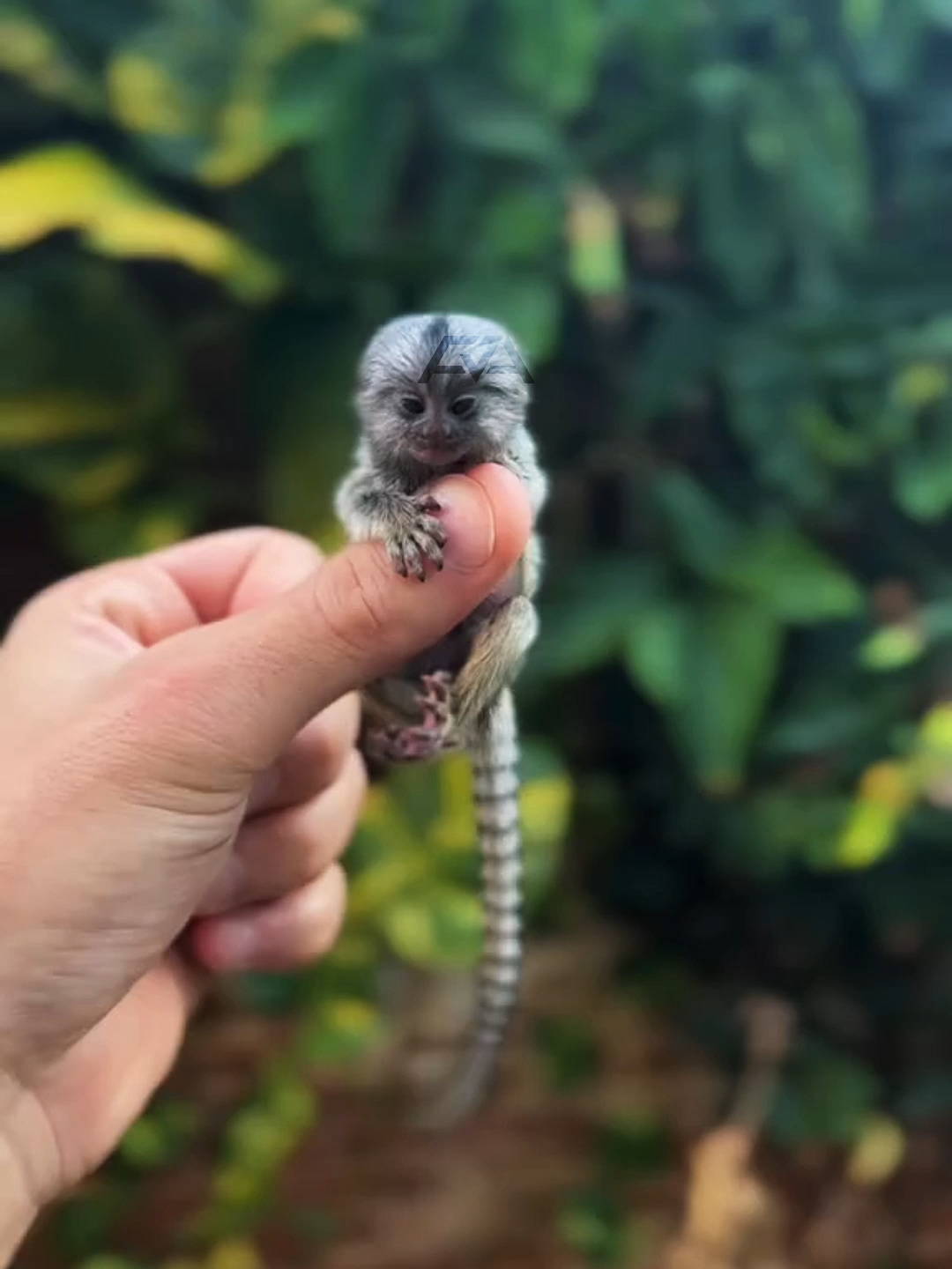 Monyet Sekecil Jari?! Kenalan Sama Pygmy Marmoset #PygmyMarmoset #HewanUnik #MonkeyFacts #HewanLucu #AnimalLovers #AmazonRainforest #CuteAnimals #Wildlife