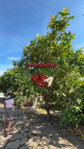 Proses mas bos 🤲 #citranesia #buah #jambuair #fyp 