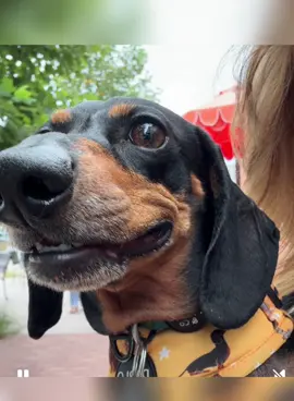 #henrythedacshund #foryoupage❤️❤️ #DachshundTiktok #WienerDogTikTok 