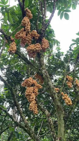 Vườn Bòn Bon Miền Tây - Trà Vinh-Vĩnh Long #travinh #vuonbonbonbarong #bonbonthailan #traicaymientay #xuhuong 