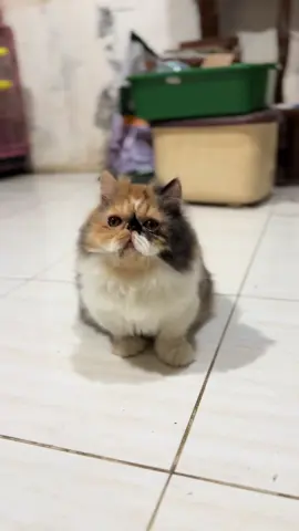 Calon indukan Munckhin pesek betina 7bln #kucingcebol #kucingbogel #kucingkakipendek #munckhin #adopsikucing 