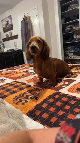 He annoying Larry aka Digit on a regular don’t let him foul you #wienerdog #cat #fyp 