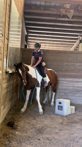 Ahhh gotta love babies 🤣🩵 But I guess we had our first ride? Lmao! Anywho, we’ve definitely got some homework to do, but still very proud of him for how he responded after the fact. He was still super willing to let me flop on him after, just a bit unsure. Which I don’t blame him. But I definitely have some stuff to work with before I try to hop on him again lol. 😂  #blmmustang #mustangsoftiktok #fyp #horsetraining #fail 