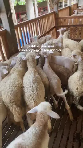 Pernah kepikiran ingin punya bisnis ternak domba, tapi selalu terkendala waktu, tenaga, dan pengalaman? Kini ada solusinya: Titip Farm domba! Kami hadir untuk kamu yang ingin berternak tanpa ribet, tanpa resiko besar, dan dengan pengelolaan yang profesional. Cukup serahkan kepada kami — mulai dari pemeliharaan, pemberian pakan, kesehatan, hingga pencatatan berat badan dan perkembangan. Semua berjalan transparan, terlapor, dan tentu saja, dipastikan memberikan hasil maksimal saat panen tiba. Tidak perlu bingung memulai, tidak perlu takut gagal. Di farm kami, setiap domba adalah aset yang kami jaga sebaik mungkin. Investasi cerdas itu bukan cuma di properti atau saham — kini, domba pun bisa jadi sumber cuan jangka panjang!
