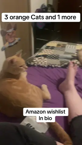 #gotcats? #orangecatsoftiktok #snowshoecat #catsoftiktok 