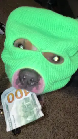 BBPD💚💚💚#dogs #pitty #PetsOfTikTok #animalsoftiktok #pitbull 