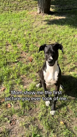 My little rescue ❤️ #greatdanemom #knuckling #greatdanesoftiktok #fyp #trending 