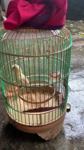 Líu pha choè