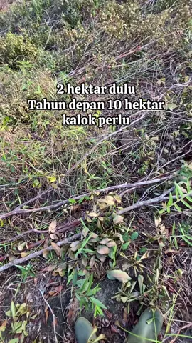 #lahansawit #fyp #storysawit #perintisbukanpewaris #xybca 