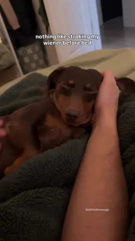 the neck rolls😩 the puppy belly 😩 #dachshund #minidachshund #sausagedog #wienerdog #doxie    sleeping puppy, small puppy, miniature dachshund, cute small puppy, cute dachshund videos, puppy sounds, puppy routine, sebbythesausage, dog parents, dog mom, dachshund miniature, dashhound, routine with the wiener, sebbythesausage