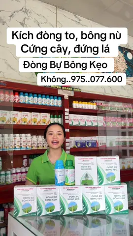 Đòng bự bông kẹo Agrijapan. #ngoctysoctrang #vtnnngocty #dongbubongkeo #agrijapan #xuhuongtiktok 