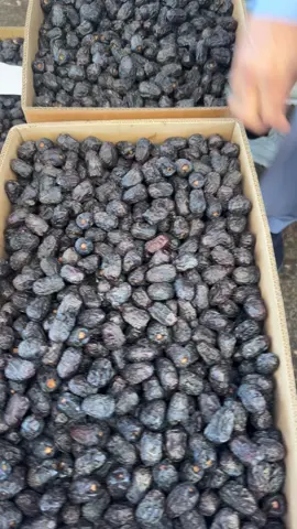 All Types Of Dates Are available #OuRDatesAreGold #madina #alqaseemburayda_ksa #wholesalemarket 