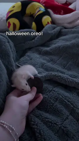 @OREO send us more cookies! #petrat #halloween #foryou #fyp #ratsoftiktok 