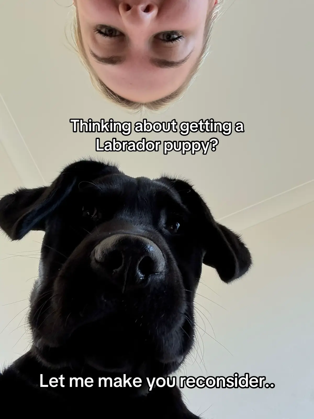Gotta weigh up the pros and cons and lets be honest lots of cons…. 🤥🤥🤥🤥 #blacklabrador #labradorpuppy #dogsoftiktok #blacklab #puppy 