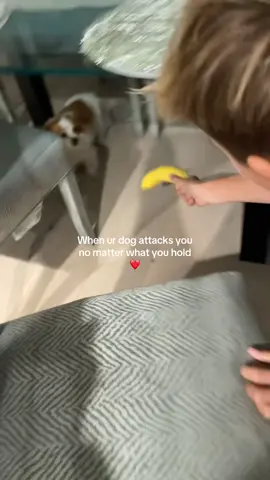 @Yoshi💎 can’t hold a banana without her attacking him 💔 #dog #mean 