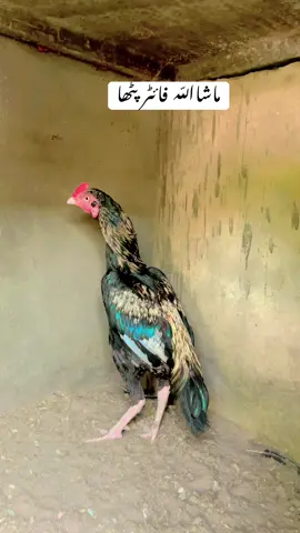 #aseellovers #viraltiktok #plzunfrezemyaccount #aseel #foryou #@KK Aseel Peshawar #@Umer Aseels Mansehra #@jugnu #@@iqbal_khanpunukhail001 @💫 Ahmad Yar Khan Niazi 💫 #@≧◉◡◉≦ ᘳᗒ🆂🅰🅶🅷🅸🆁ᗕᘰ≧◉◡◉≦ #@Mianwali Aseel  @jugno amroha  Mianwali aseel  @jugno amroha  Mianwali aseel 