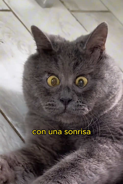 Cats with Down syndrome #cat #accompany 