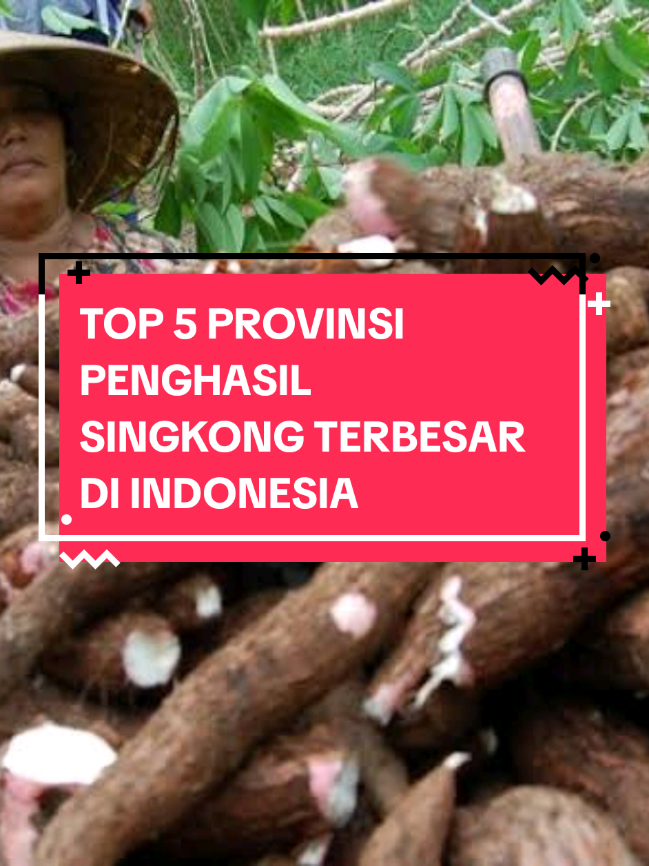 Top 5 Provinsi penghasil singkong terbesar di Indonesia 🍠🇮🇩🔥 King Lampung menjadi raja singkong nasional dengan total mencapai ±5,95 Juta Ton 🍠🇮🇩🔥☠️ #CapCut #fyp #fypシ #trending #tiktok 