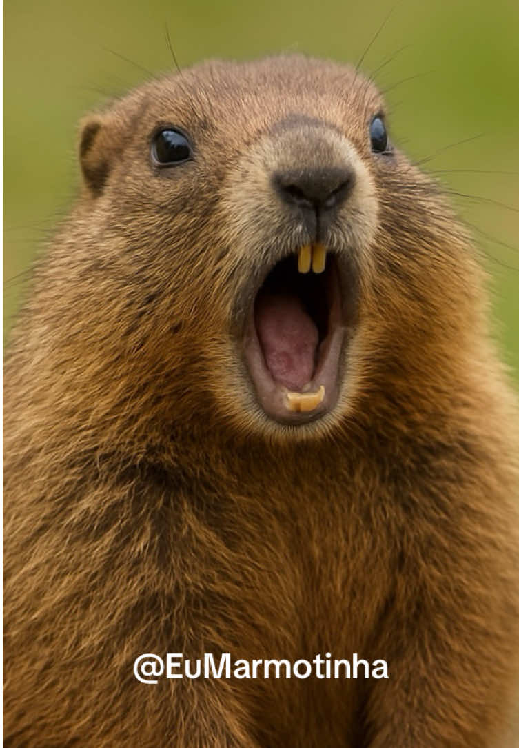 Eu Marmotinha gritando #marmota #marmotas #marmotagritandootinha #marmotanavoz #marmotalegal
