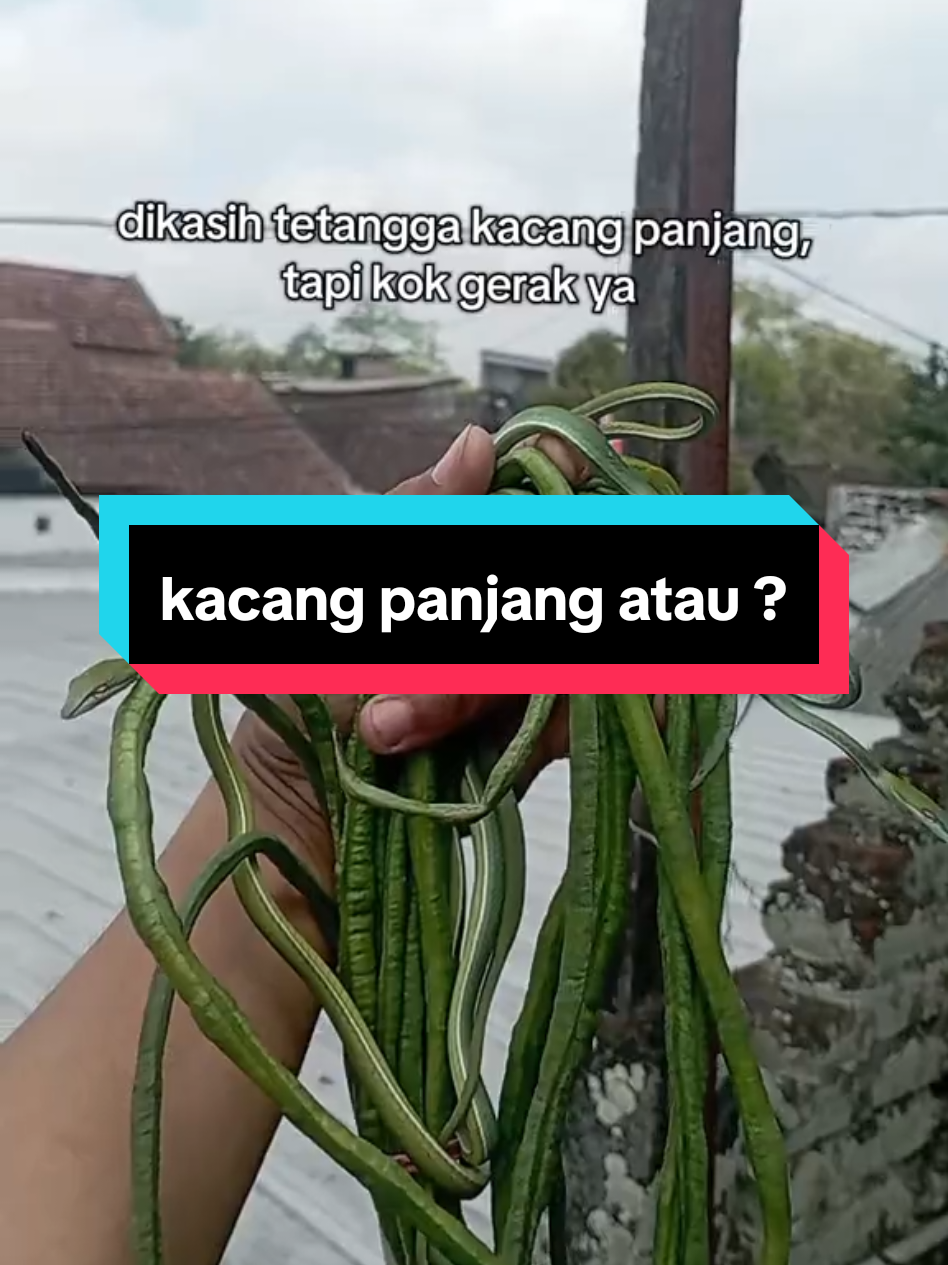 tetangga iseng atau gimana #kacangpanjang #fyp #PetsOfTikTok #lewatberanda #foryoupage 