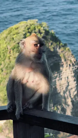 🙈🙉🙊
