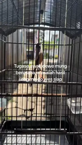 tetap gereja no1 di era gempuran tengkek buto di mana² 🥰🥰🥰 #fyp #cendetmaniaindonesia #cendet #cendetmania #cendetjatim 