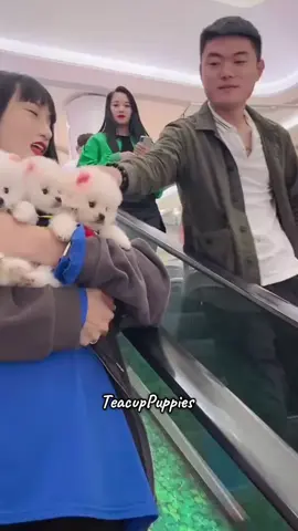 TeacupPuppies are so cute 🥰 🥹❤️🐶😘#dog #cutedog #puppy #puppies #teacupdogs 