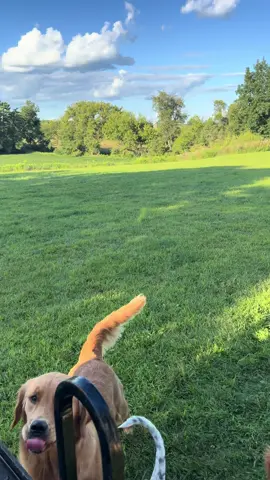 #goldenretrieverlife #wildwindsgoldenreteievers #countrydogs 