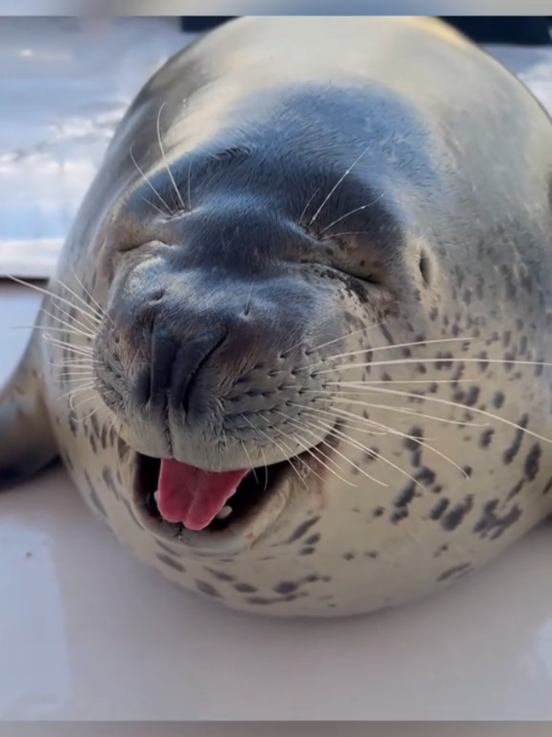 Тгк- Все о тюленчиках #тюлени #нерпочки #тюленчики #seal #seals 