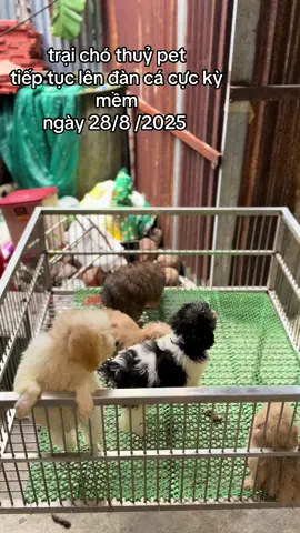 #y tiếp tục lên 2 đàn cá mềm 