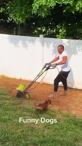 Funny Dogs  #funnydogvideos  #funnyanimals  #funnydogs  #funnydogsoftiktok  #animalsoftiktok 