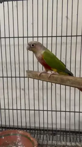 Canours ❤ #birdslover #parrotsoftiktok #EM_Aviary #lovebirds #dilutcanour 