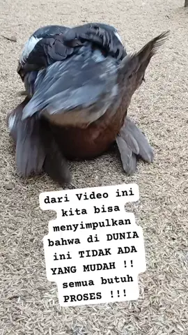 Sampai sini paham ??  #ternakentokskalarumahan #entokrambon #entokdragon #entokhias 
