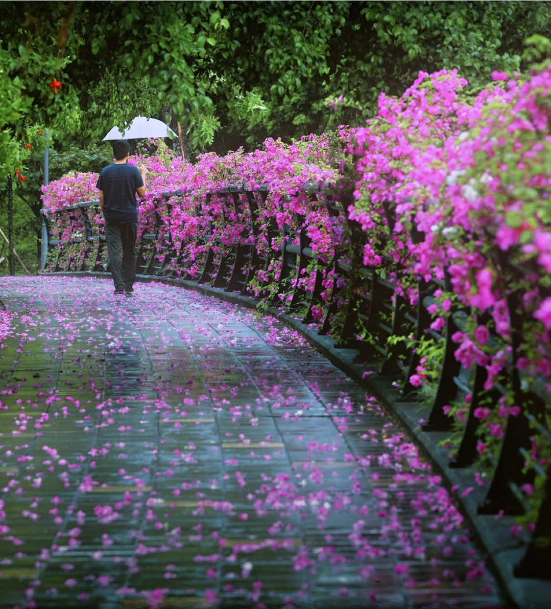 Khi nhiếp ảnh gia gặp mưa, buồn tê tái 😂 #phiductoan #chupanh #ecoparkhungyen #rain 