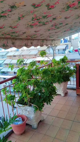 🇬🇷♥️✨