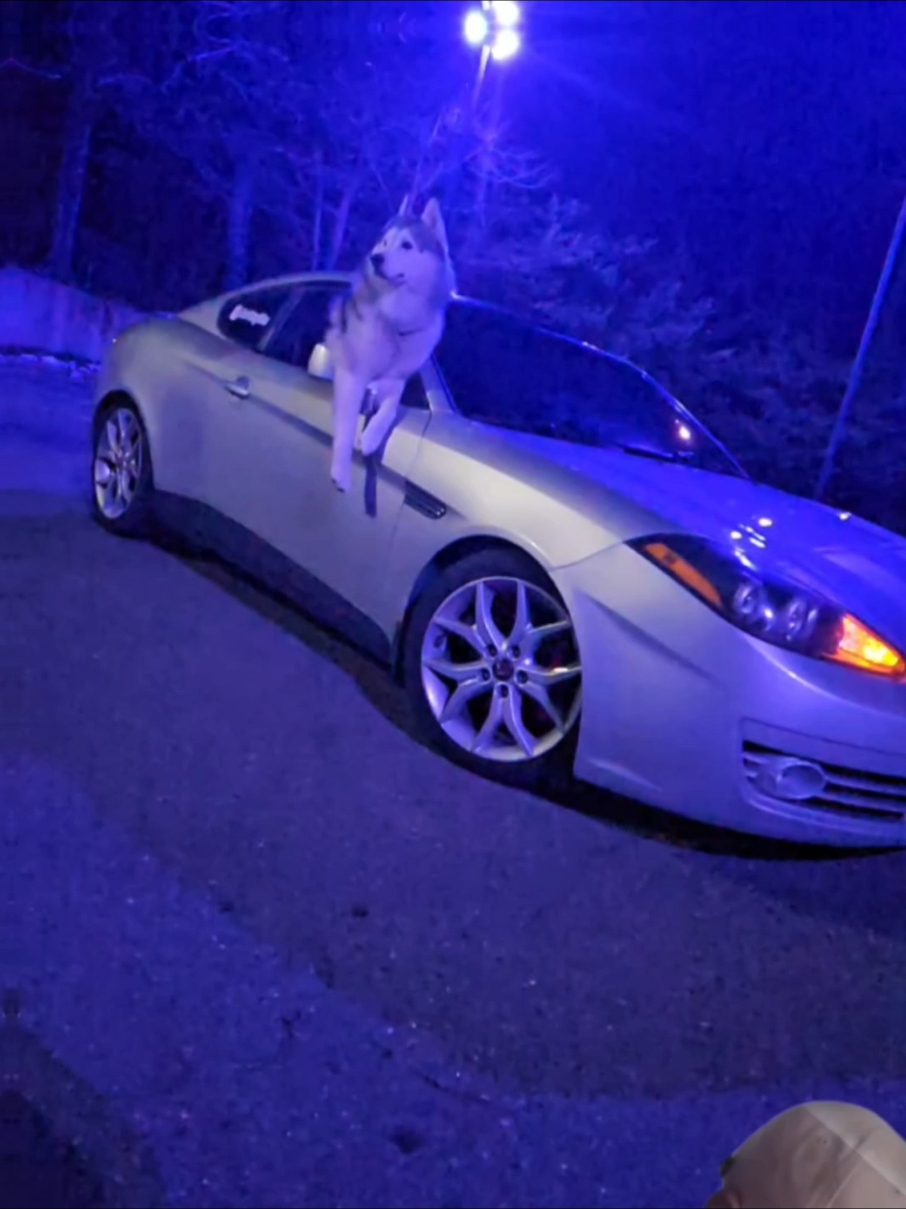 #CapCut  #wolfdogriku  #dogoftiktok 