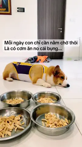 Tới giờ cơm... #corgi #tomtep #happymeal 