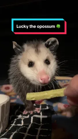 The most satisfying crunch u may ever hear, brought to you by @Veggie Straws #opossum #animals #rescue #eating #asmr 