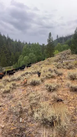 You wanna see a gross birdie!???? #fyp #rain #cowboys #mountains #cowdogs