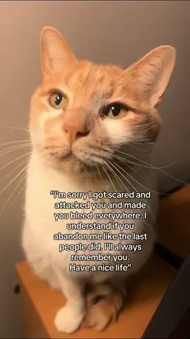 I love this little demon #catsoftiktok #cat #orangecatbehavior #orangecat #fyp 