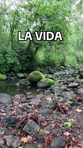 ¿Qué es la vida? #vida #parati #viral #saludmental #foryoupage 