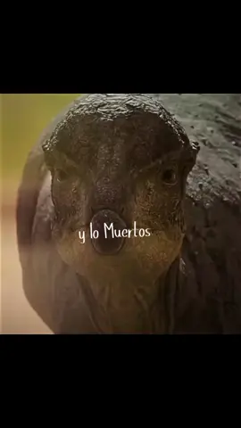 #dinosaurios #dinosaurios #dinosaurios🦖 