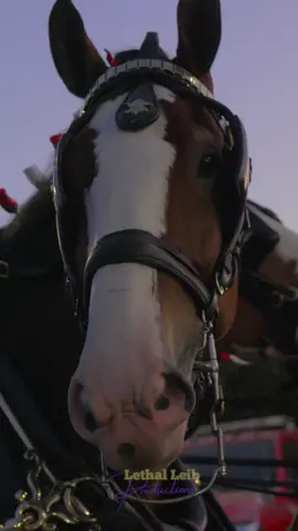 The famous Budweiser Clydesdales ❤️‍🔥 #drafthorses #budweiser #budweiserclydesdales 