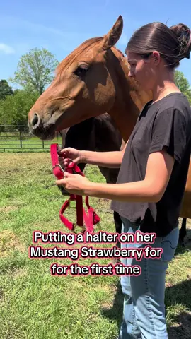 #deafcowgirl #deafhorsetrainer #fyp #stinkingwatermustang #haltertraining 